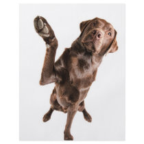 Labrador with a Big High Five Flyer Design