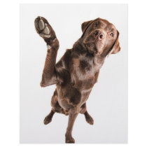 Labrador with a Big High Five Custom Letterhead