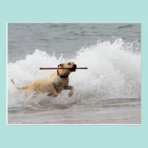 Labrador - Yellow - Go Fetch! postcards