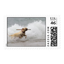 Labrador - Yellow - Go Fetch! Postage