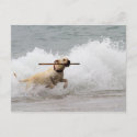 Labrador - Yellow - Go Fetch! Post Card