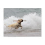 Labrador - Yellow - Go Fetch! Post Card