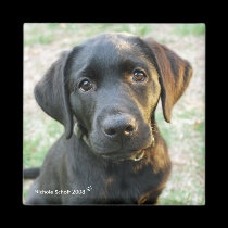 Labradorable Magnet magnets