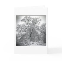 lace cards by mhartford lace cards