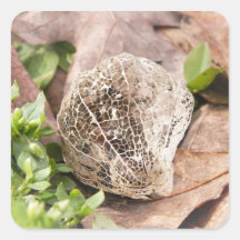 Lace Tomatillo Husk Sticker