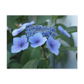 Lacecap Hydrangea Bloom postcard