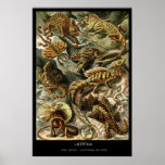 Lacertilia – Plate 79 - Kunstformen der Natur posters