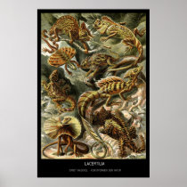 Lacertilia – Plate 79 - Kunstformen der Natur Posters