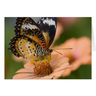 Lacewing Butterfly Cards
