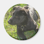 Lacquer Black German Shepherd Magnet