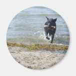 Lacquer Black German Shepherd Refrigerator Magnet