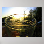 Lacy sundown print