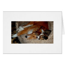 Laddie Boy & Bonnie Girl Sleeping Greeting Card