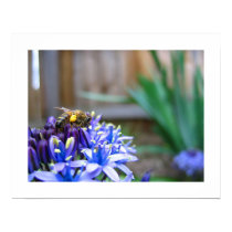 Laden Bee posters