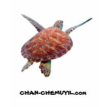 Ladies Sea Turtle T-Shirt