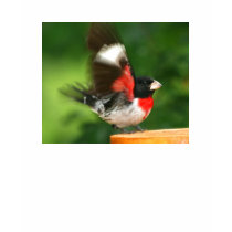 Ladies T shirt - Grosbeak by shellmart Ladies T shirt - Grosbeak