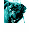 Ladies Teal Pug t-shirts by TAKE1CINCY Ladies Teal Pug t-shirts