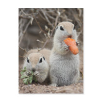 Ladies Who Lunch Postcard