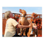 Lady and Sammy - Vizsla Photo-04 Post Cards