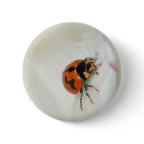 Lady Beetle Climbing High buttons by sharonsphotography Lady Beetle Climbing High buttons