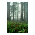 Lady Bird Johnson Grove print