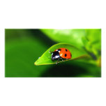 Lady Bug On A Leaf Picture Card