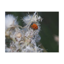 lady bug postcards by lorynaylor lady bug postcards
