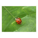 Lady Bug Poster posters by Casita Lady Bug Poster posters