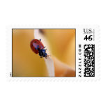 Lady Bug Spring Postage Stamp