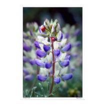 Lady Bugs on Lupine - Northern California Posters