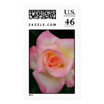 Lady Diana Rose postage by engbertson Lady Diana Rose postage