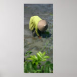 Lady in Ricefield posters