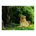 Lady Lion Relaxing print