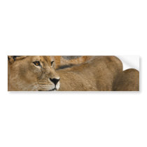 Lady Lioness Bumper Sticker