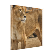 Lady Lioness Canvas Print