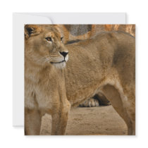 Lady Lioness Invitations