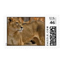 Lady Lioness Postage Stamp
