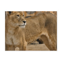 Lady Lioness Postcard