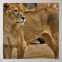 Lady Lioness Poster