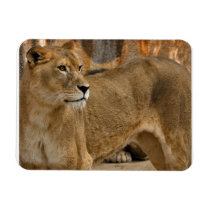 Lady Lioness Premium Magnet