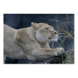 Lady of the Plains business cards
