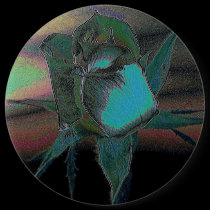 Lady Rose #4 Button buttons
