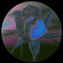 Lady Rose #7 Button buttons