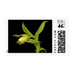 Lady slipper orchid - Custom Postage postage