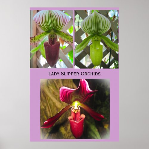 Lady Slipper Orchids print