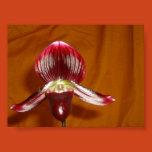paph, orchid, paphiopedilum, lady, slipper,