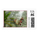 Lady Slipper postage