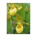 Lady Slipper postcards