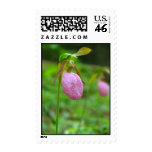 lady slipper stamp