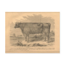Lady Susan, First Prize Cow at Utica, 1863 postcards by ZephyrusBooks Lady Susan, First Prize Cow at Utica, 1863 postcards